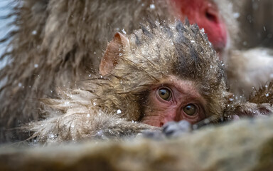 Baby Japanese macaque (snow monkey), in Hell's Valley, Japan