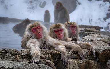 Japanese macaques (snow monkeys) bathing in hot pool, in Hell's Valley, Japan