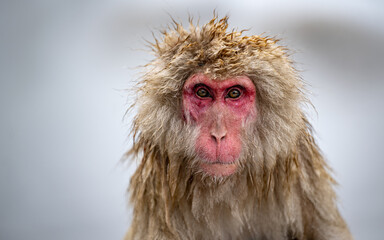 Female Japanese macaque (snow monkeys), in Hell's Valley, Japan
