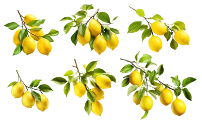 Poster Set of fresh delicious lemons on branches, cut out © Yeti Studio