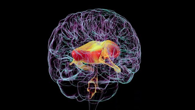 3D animation showcases rotating human brain highlighting corpus callosum, connecting brain hemispheres, and ventricles, adjacent to the corpus callosum, vital for cerebrospinal fluid circulation.