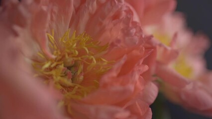 flowers pink peach color peony on black background slow motion video footage. shallow depth of field oriental aesthetics atmosphereю Can be used both vertical and horizontal orientation - Powered by Adobe