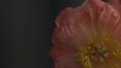 flowers pink peach color peony on black background slow motion video footage. shallow depth of field oriental aesthetics, dark moody composition. Can be used both vertical and horizontal orientation - Powered by Adobe