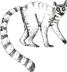 Lemur sketch hand drawn engraved vector illustration. Silhouette exotic Madagascar ring-tailed lemur with striped tail for print, icon, label,  paper, card, logo. World wild animal, traveling, safari © Oxi An