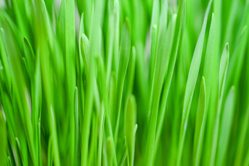 Fototapeta na wymiar Spring juicy young green grass. Grass Background. Beautiful close-up image of young green grass