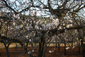 Almond trees blooming in the Pla de Corona area in the town of Santa Agnes on the island of Ibiza.