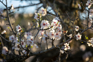 Almond trees blooming in the Pla de Corona area in the town of Santa Agnes on the island of Ibiza.