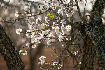 Almond trees blooming in the Pla de Corona area in the town of Santa Agnes on the island of Ibiza.