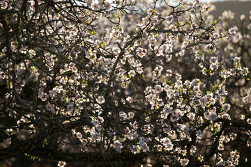 Almond trees blooming in the Pla de Corona area in the town of Santa Agnes on the island of Ibiza.