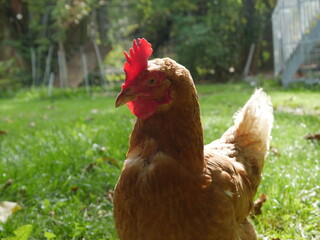 glückliche Hühner auf dem Land im Grünen