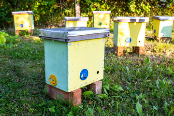 Beehives in the garden of a country house