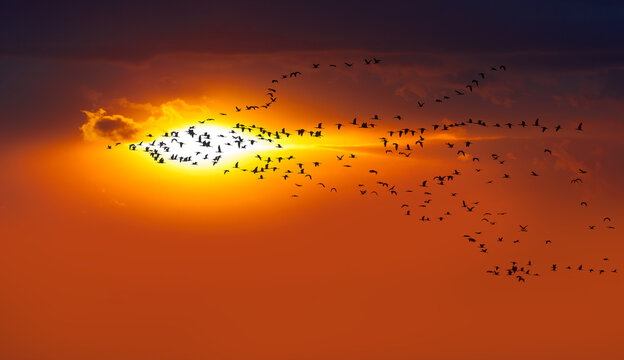 Migratory birds flying in the shape of V on the sunset sky.