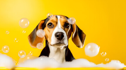 A charming beagle indulges in a bubbly bath on a sunny yellow background