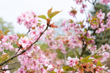 Cherry tree blossoming tree close up, pink cloud of flowers, copy space on sky