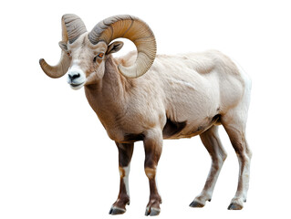 Majestic bighorn sheep standing with large, curled horns and a watchful gaze.