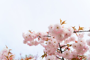 Obraz premium Cherry tree blossoming tree over pale sky background, pink cloud of flowers