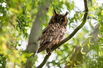 An owl sits on a willow branch. Scene of wild animals from their natural habitat. A bird on a willow tree