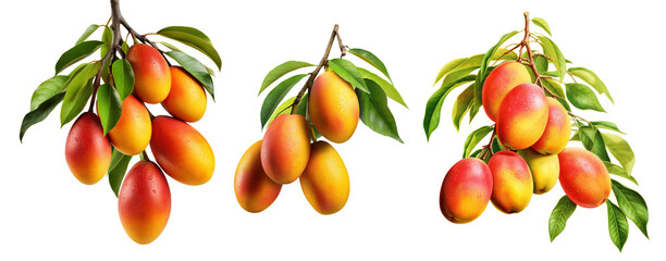 Set of branches with delicious, ripe mangoes, cut out