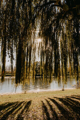 sun rays filter through the willow tree