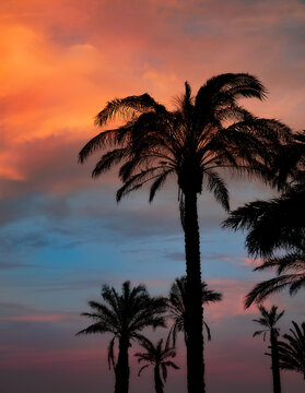 Palm trees silhouettes against an epic sunset