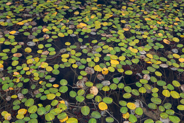Aquatic surface of a pond in summer - 741437114