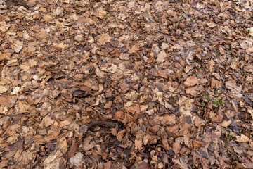 dried and moldy maple foliage in February