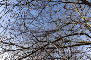 Bare trees in sunny spring weather, bare deciduous trees