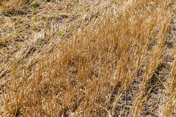 a large harvest of golden wheat on the field in summer