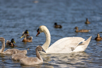 grey chicks of the white sibilant swan with grey down
