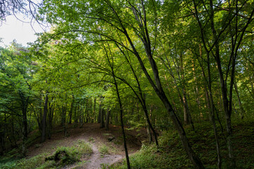 changing the color of the foliage of plants in the autumn season