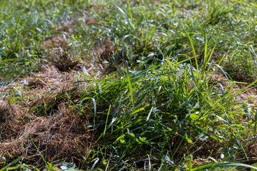 field with grass for harvesting fodder for cows