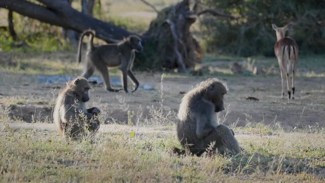 Impala herd roam savanna as large Chasma baboons sit eating vegetation roots