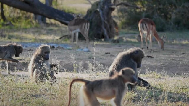 Troop of Chacma baboons forage for food with Impala herd in background savanna