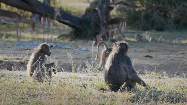 Chacma baboons eating vegetation roots with Impala herd in savanna background