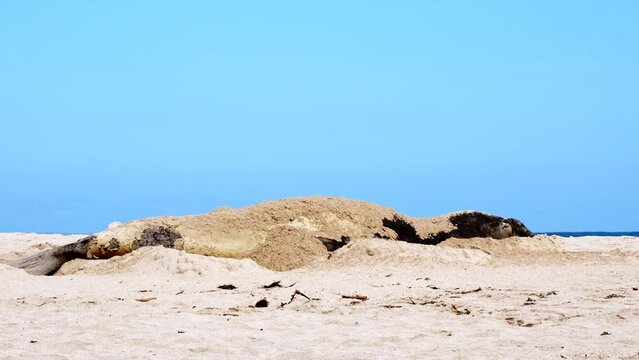 Moulting Southern Elephant Seal use flipper to flick sand onto its back on beach