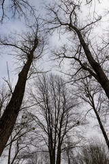 maple trees without foliage in the winter season in the forest