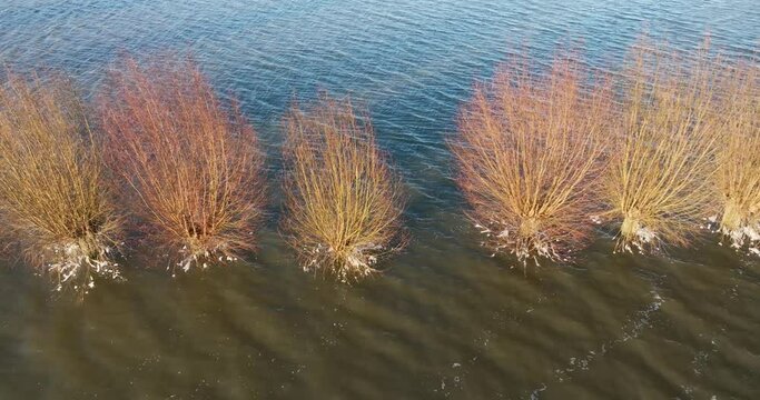 Aerial top view of flooded willows on submerged floodplains of river Nederrijn, Betuwe, Gelderland, Netherlands.