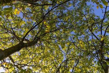 Fototapeta premium yellow-green walnut foliage in a fruit garden
