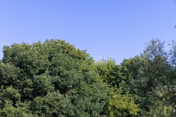 Obraz premium mixed forest with trees of different species in the summer season