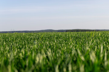 Fototapeta premium green young wheat in the field in the spring