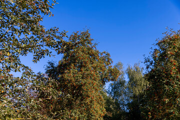 Fototapeta premium autumn changes on rowan trees on a sunny day