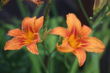 orange tiger lily