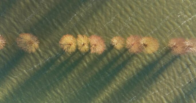 Abstract aerial top view of flooded willows with shadows on submerged floodplains of river Nederrijn, Betuwe, Gelderland, Netherlands.