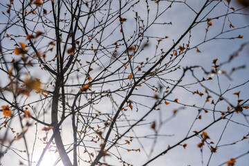 spring park with birch trees with the first red foliage