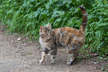 Alert Tabby Cat Walking on Gravel Path by Green Bushes