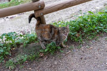 Tabby cat meows by wooden fence in garden