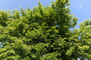 beautiful foliage of the linden tree with green foliage