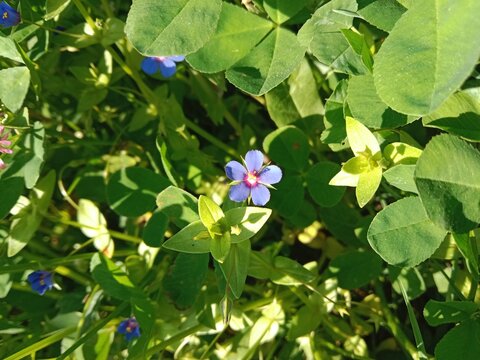 Flower of the lysimachia foemina or flower of the blue pimpernel or poor man's weatherglass or flower of the Anagallis foemina in the garden