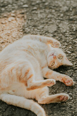 Ginger cat flop its belly