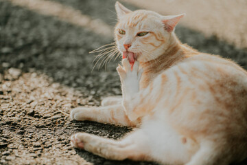 ginger cat licking its paw